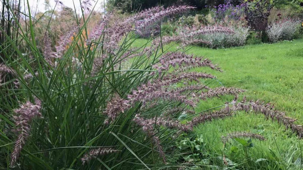 The grass Penissetum in Garden Ninjas Exploding Atom Garden