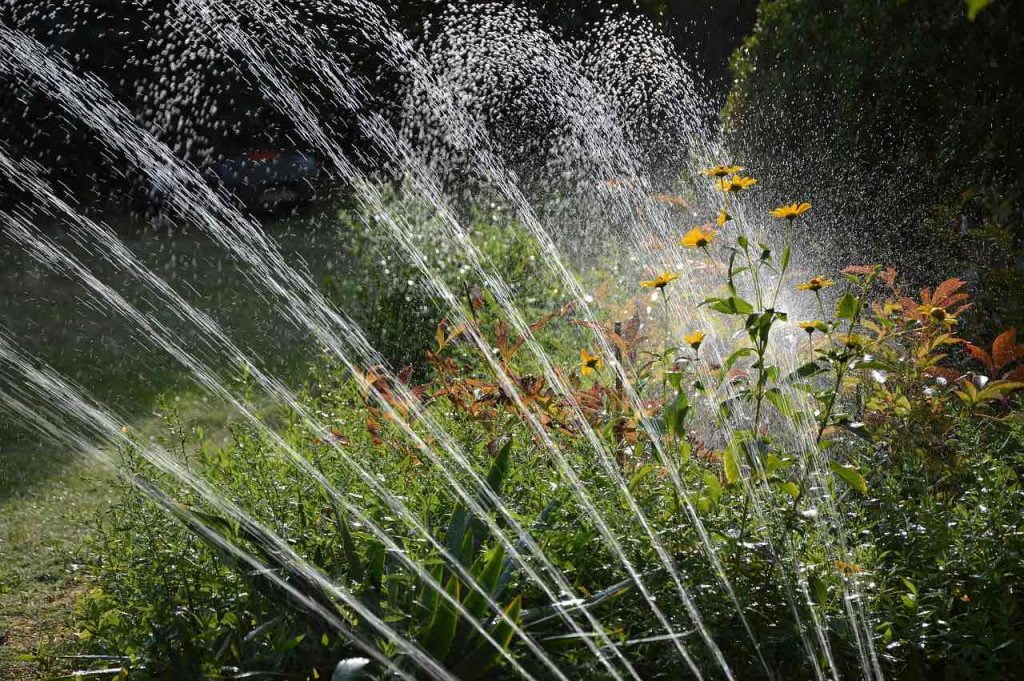 a garden sprinkler watering plants