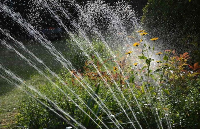 a garden sprinkler watering plants