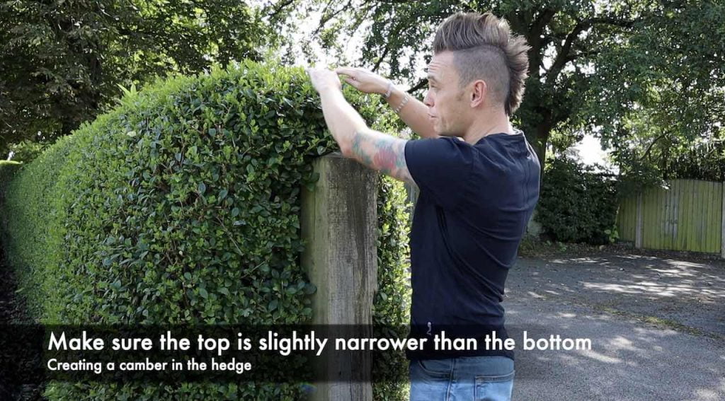 How to trim a hedge camber