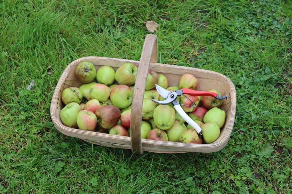 A trug of fresh apples