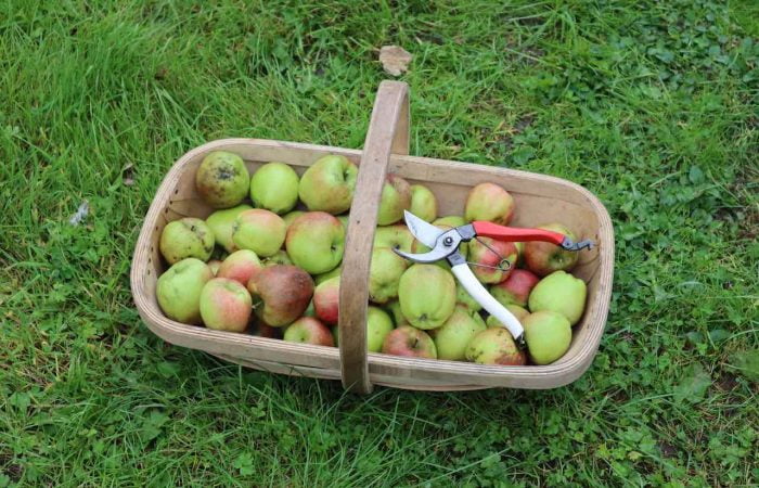 A trug of fresh apples