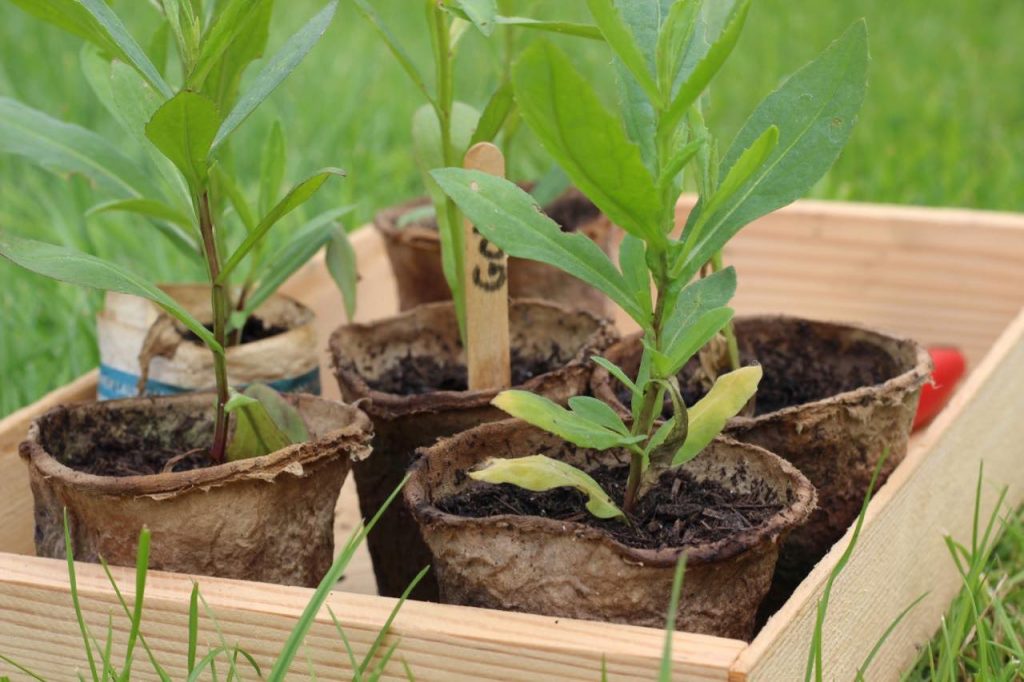 A tray of plants grown by Lee Burkhill from seed