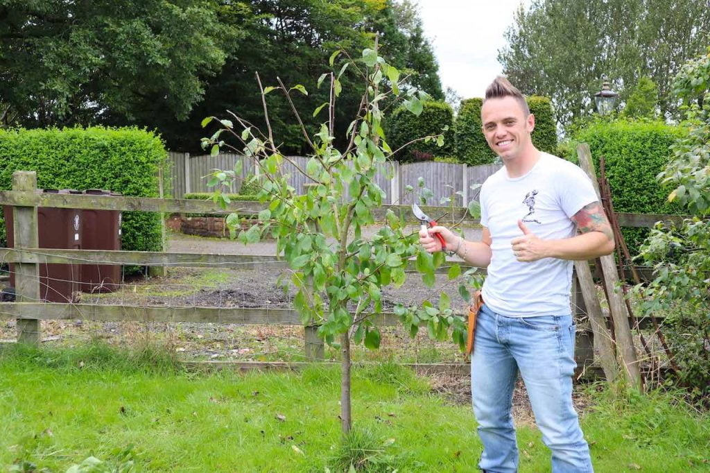 Garden Ninja pruning a plum tree in summer