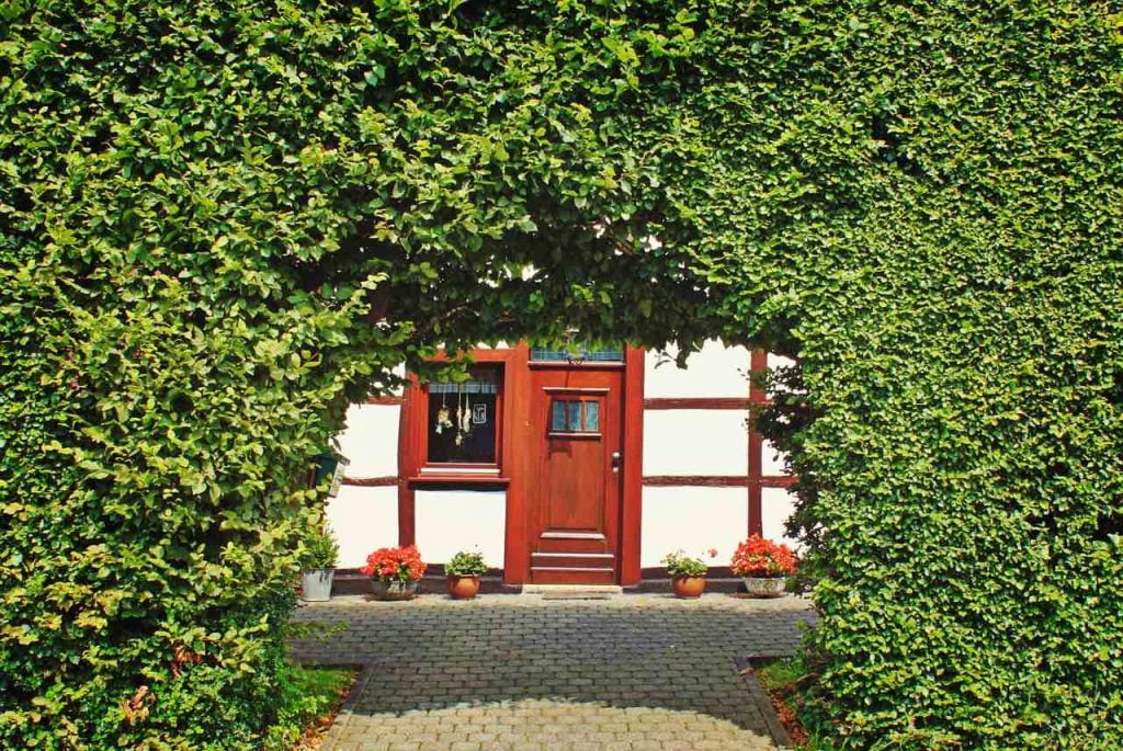 A green hedge with a red door though the middle