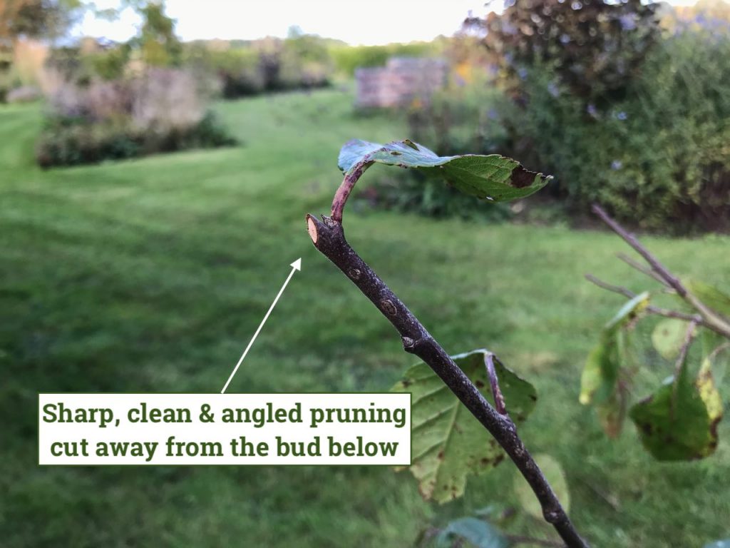 Example of a cleab angled pruning cut