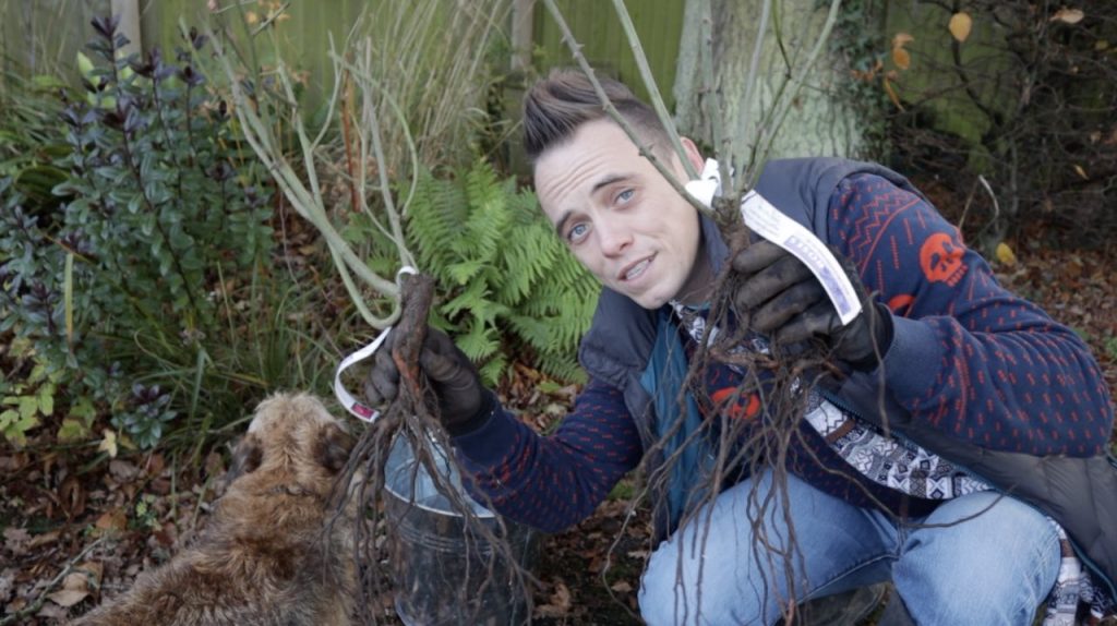 Garden Ninja holding up bare root roses