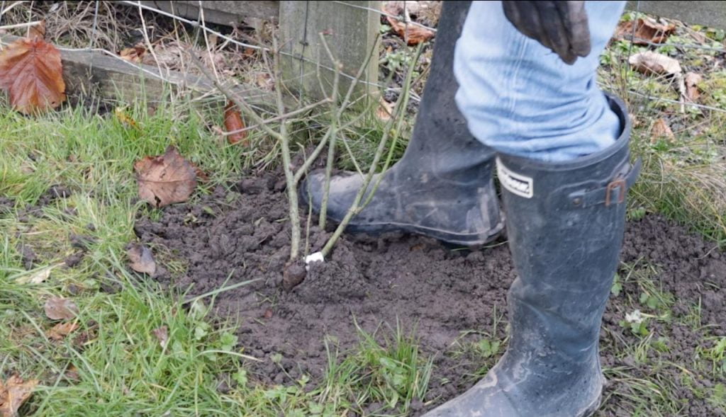 heeling in a new bare root rose