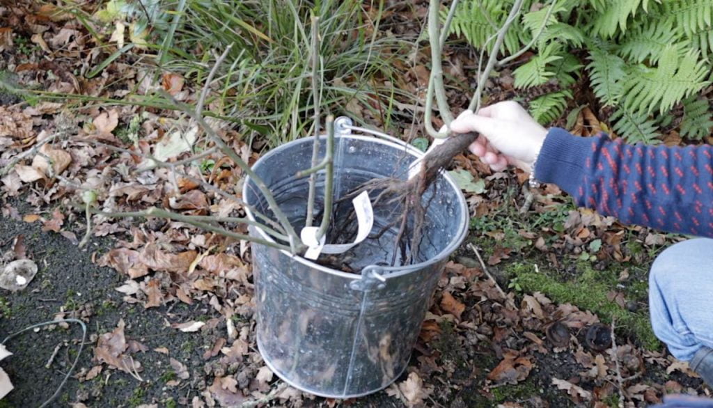 Two bare root roses soaking in a bucket