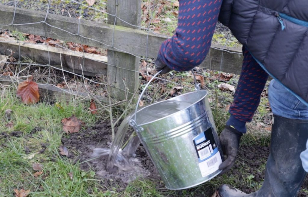 Pouring water on a rose from a bucket