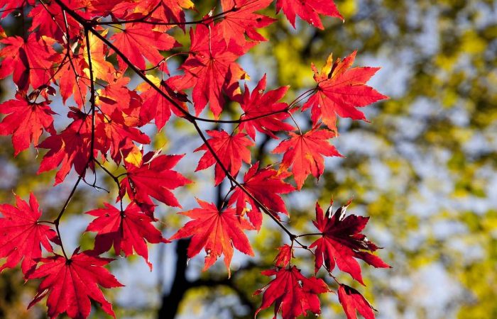 red leaves on a tree