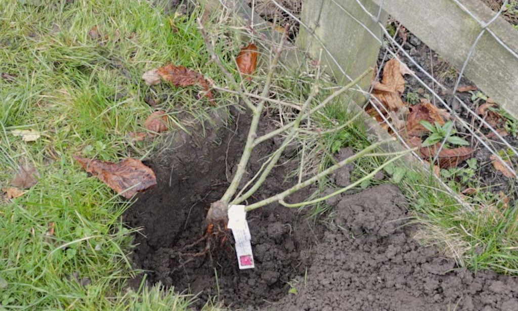 A bare root rose in a hole