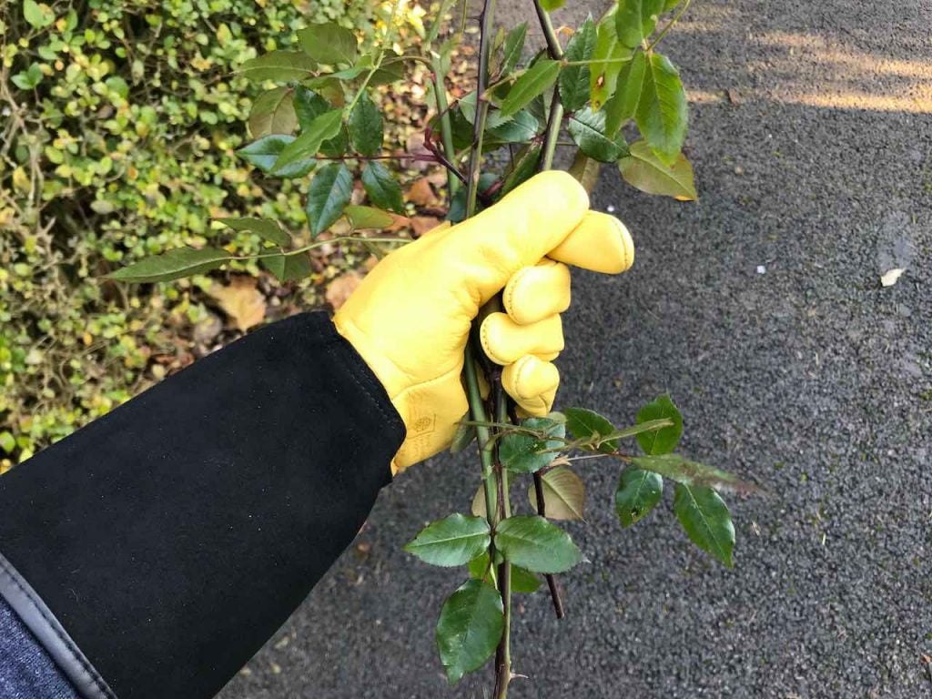 Gold leaf yellow gardening gloves holding thorns