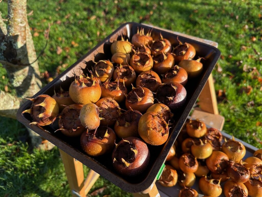 A harvest of medlar fruits