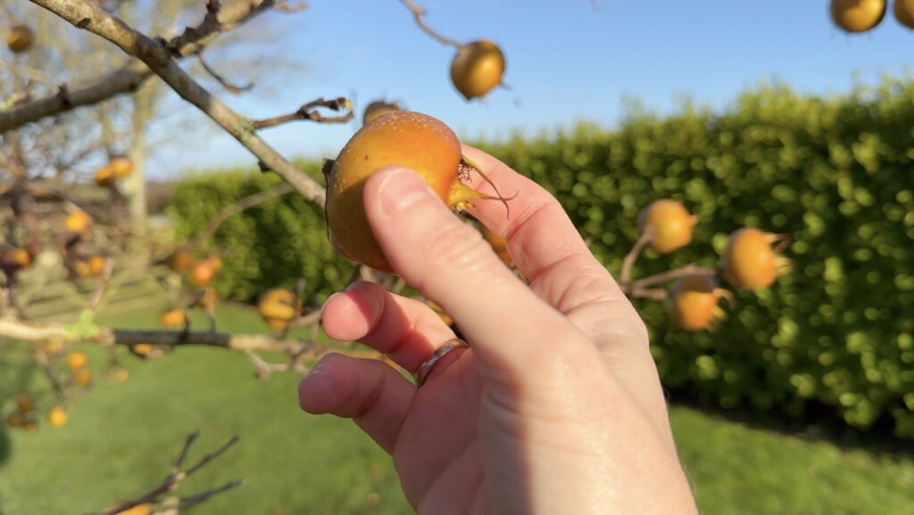 a ripe medlar