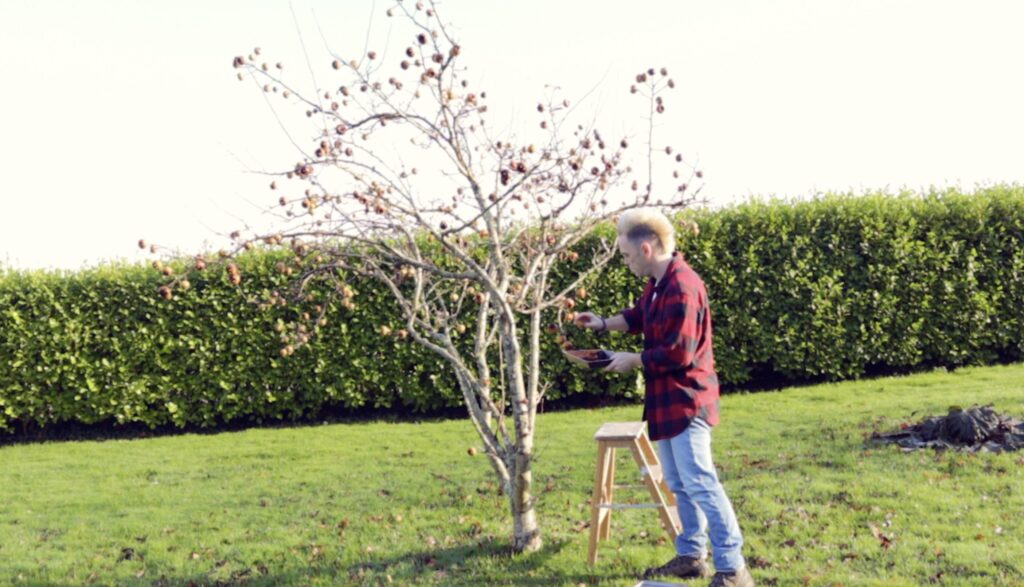 Harvesting ripe medlars