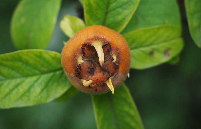 A orange medlar on a tree