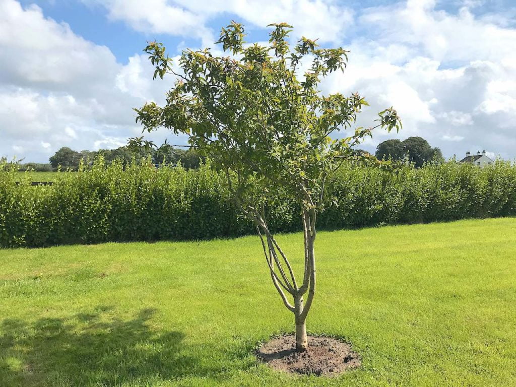 A multistem medlar tree