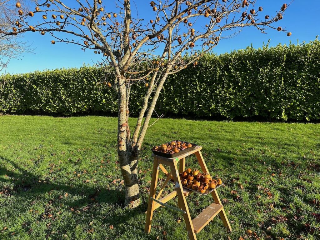 A medlar tree