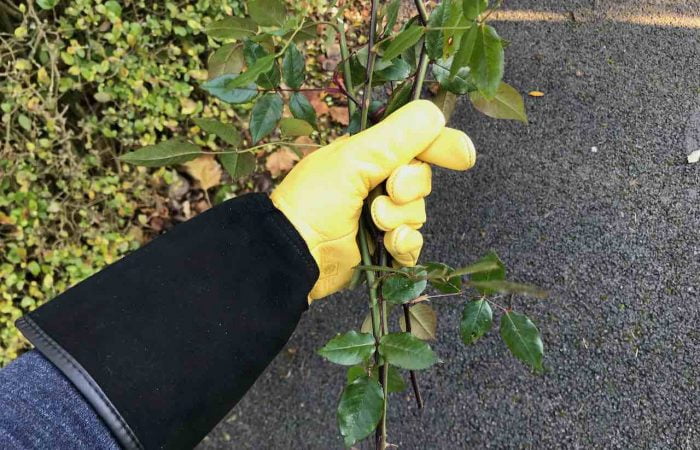 Gripping thorns with yellow gold leaf gloves