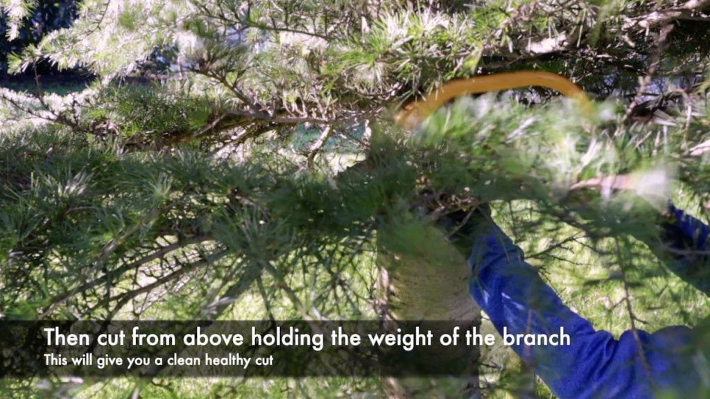 Crown lifting a tree