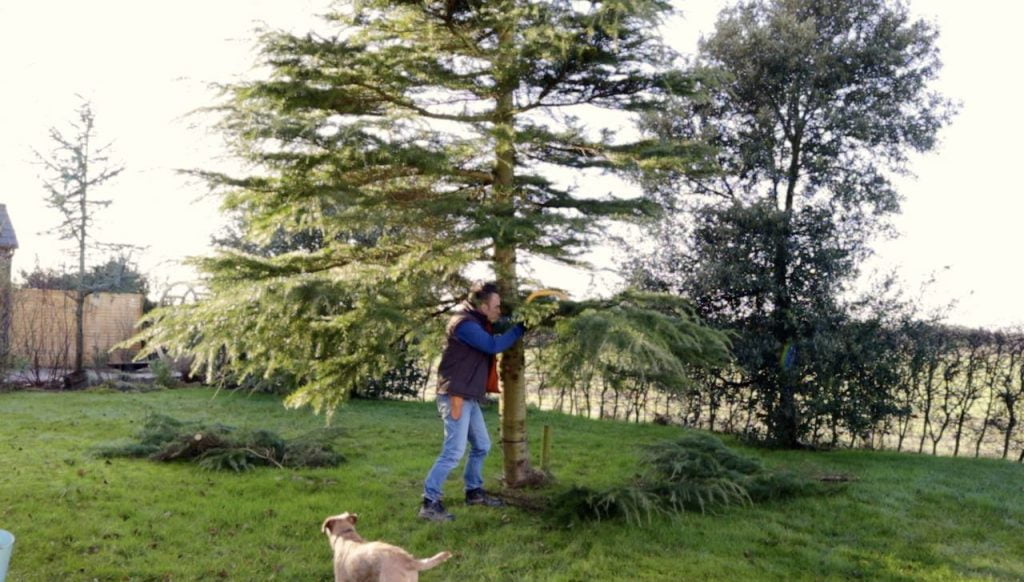 Garden Ninja tree pruning a crown lift