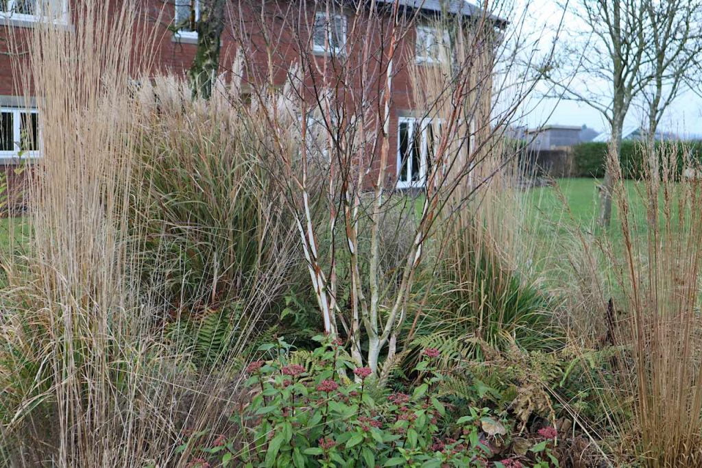 A winter border in the exploding atom garden