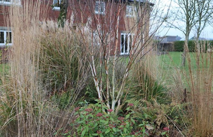 A winter border in the exploding atom garden