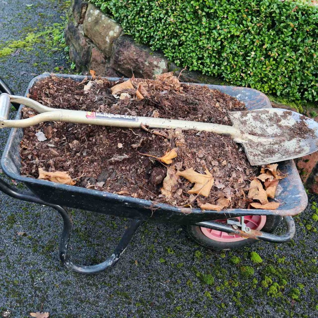 wheelbarrow full of leaf mould for winter mulching