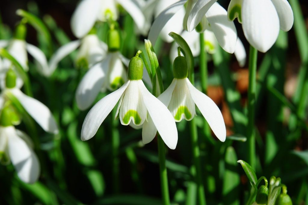 January snowdrops