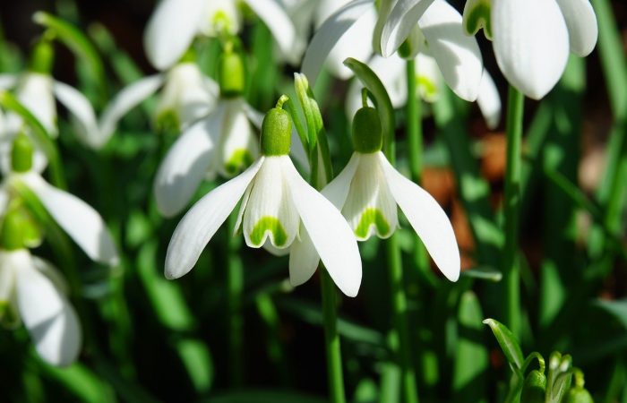 January snowdrops