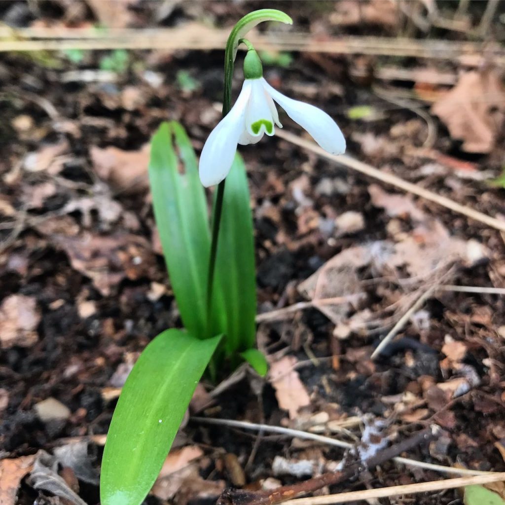 Snowdrops in leaf mould