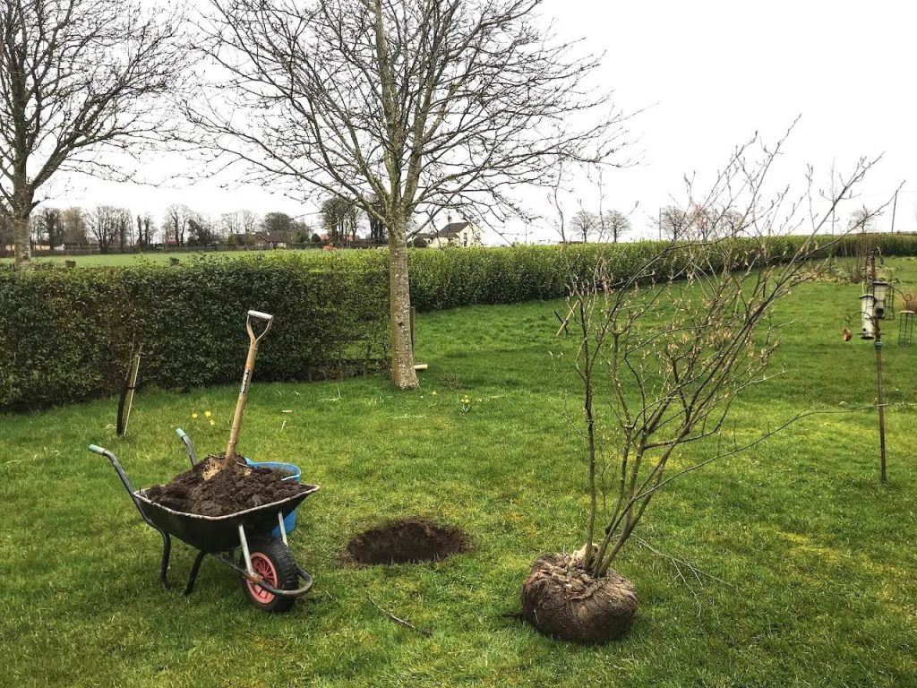 Planting a root balled tree