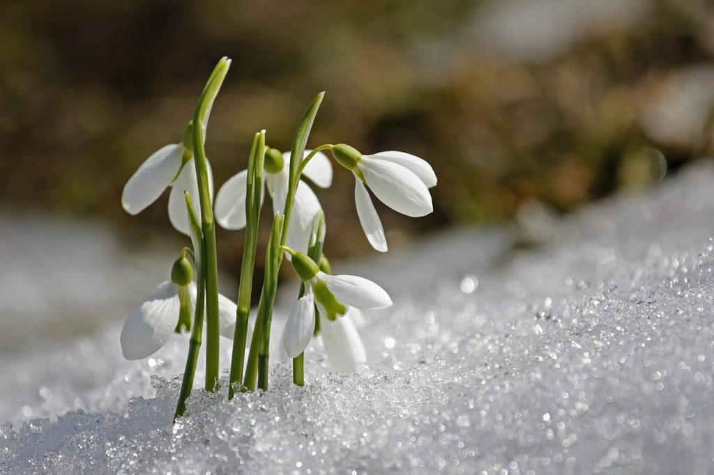 Snowdrop guide