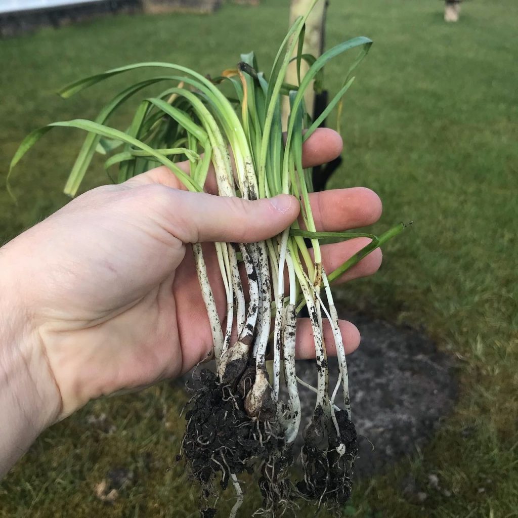 A handful of green snowdrops