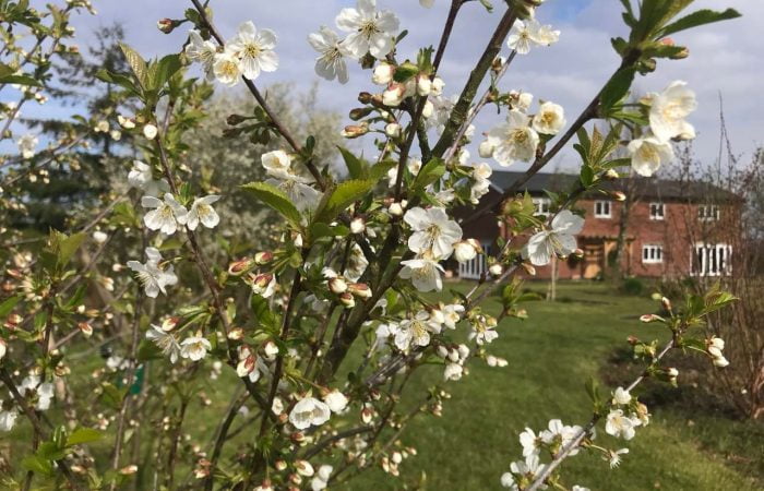 Blossom on a Cherry tree