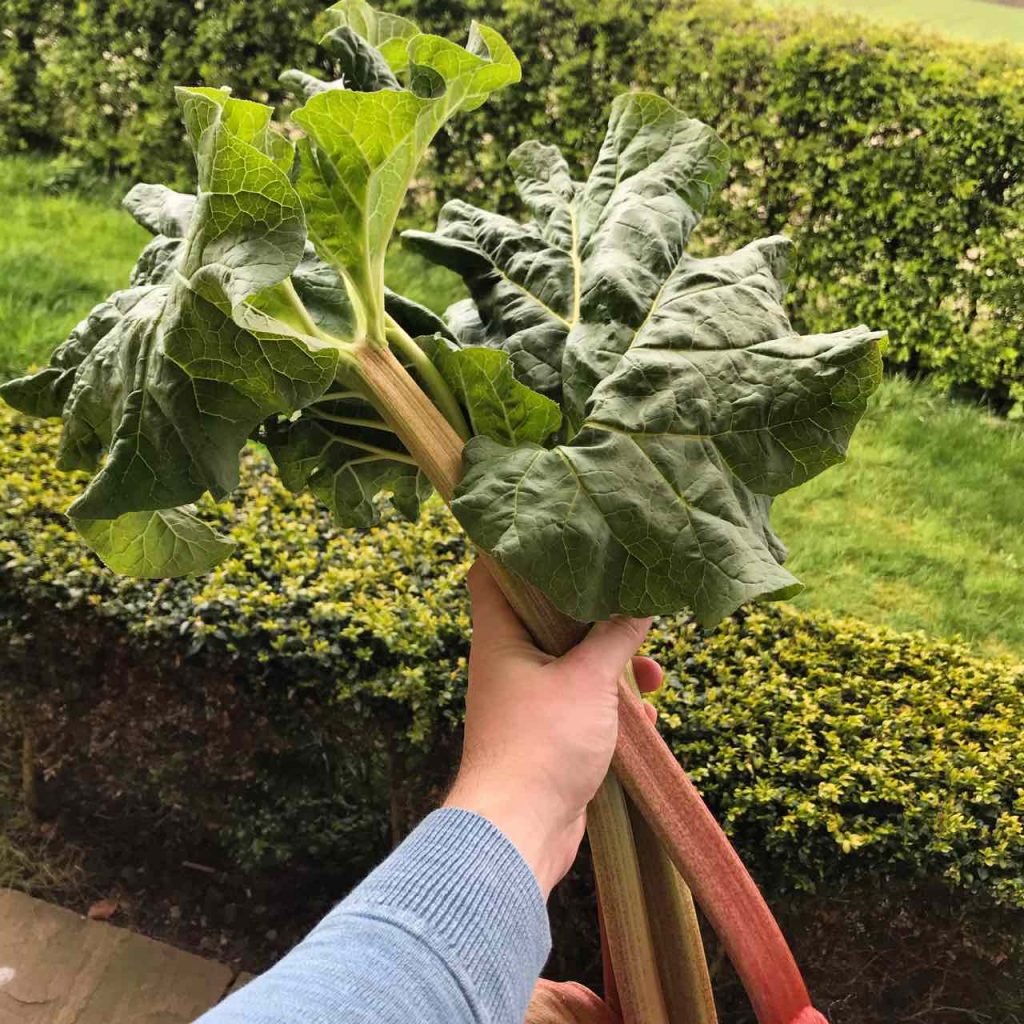 A handful of rhubarb