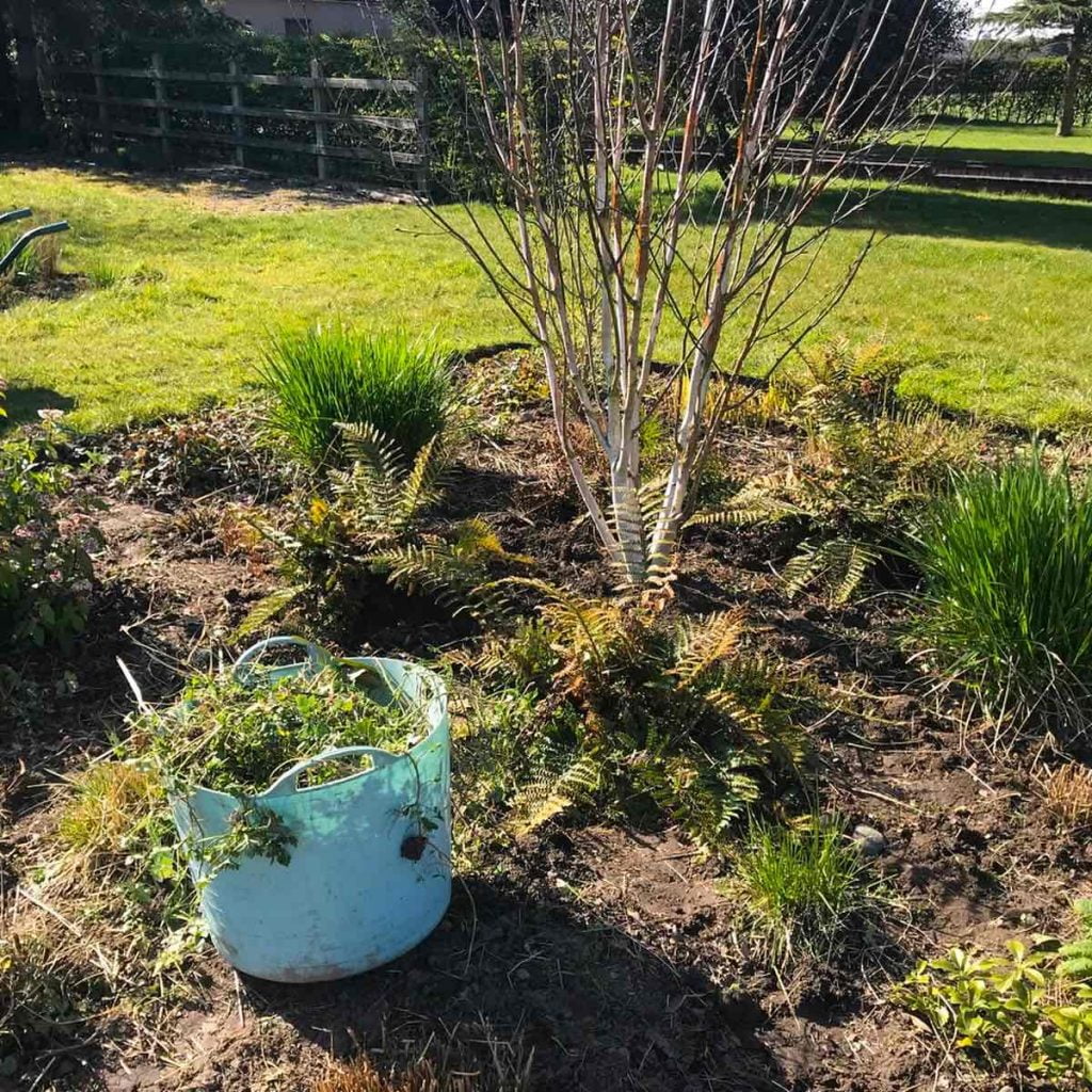 A weedy garden