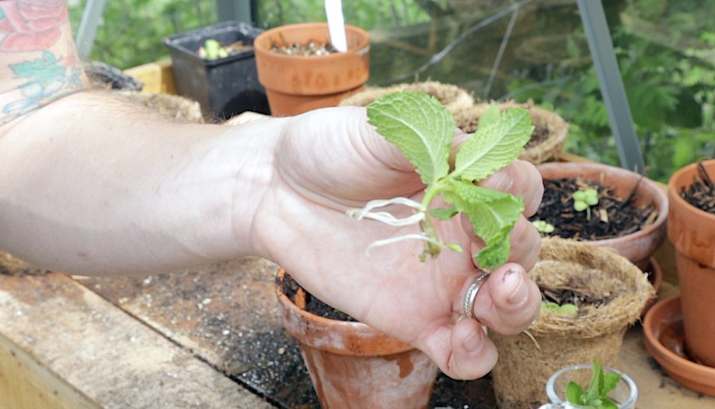 Potting on a cutting