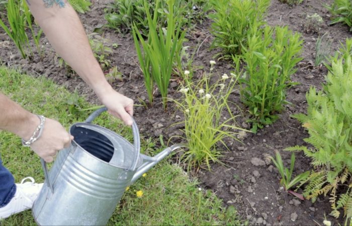 Garden Ninja spot watering plants