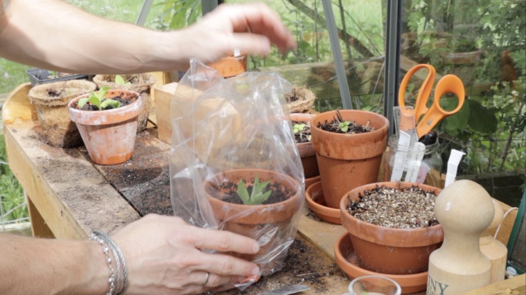 Potting on cuttings with a plastic bag