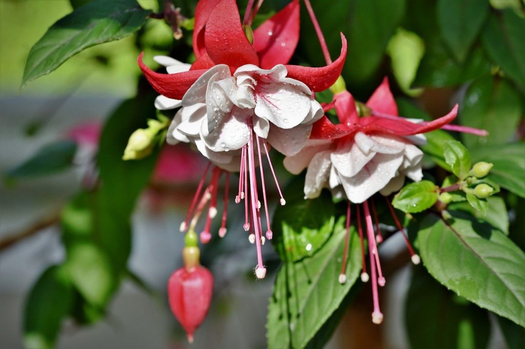 Fuchsia for softwood cuttings