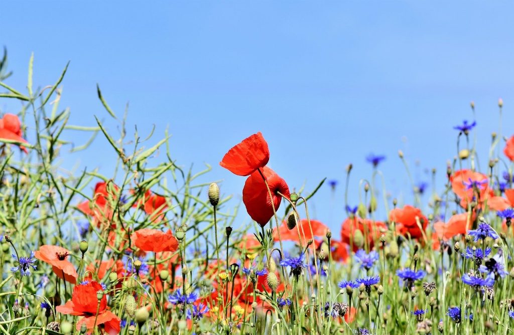 Annual wildflower meadow