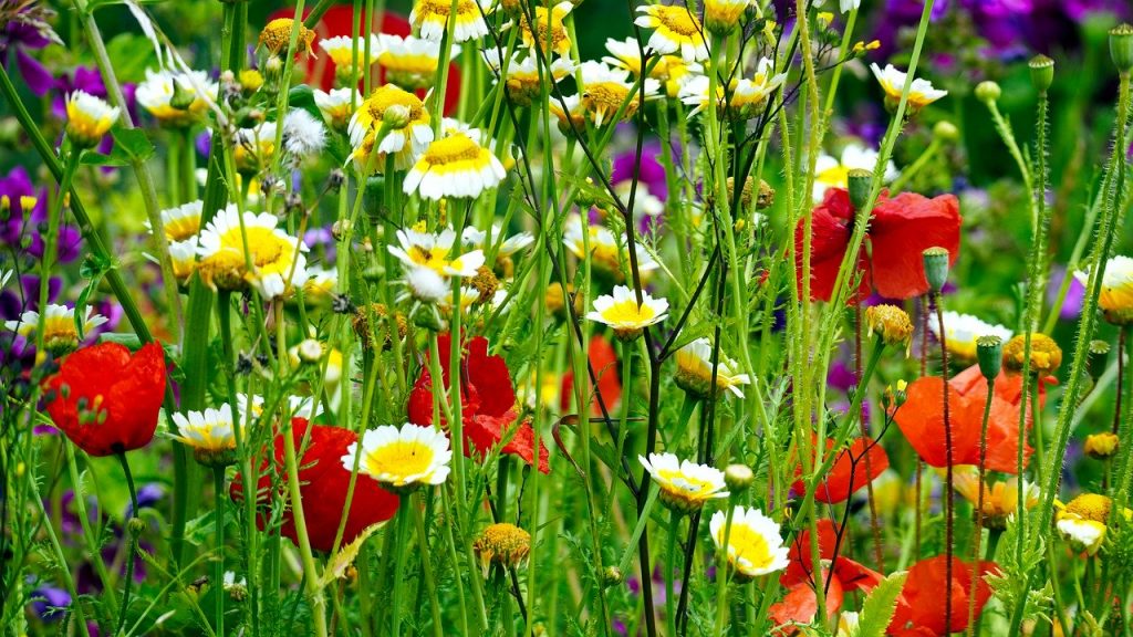 Wildflower meadow