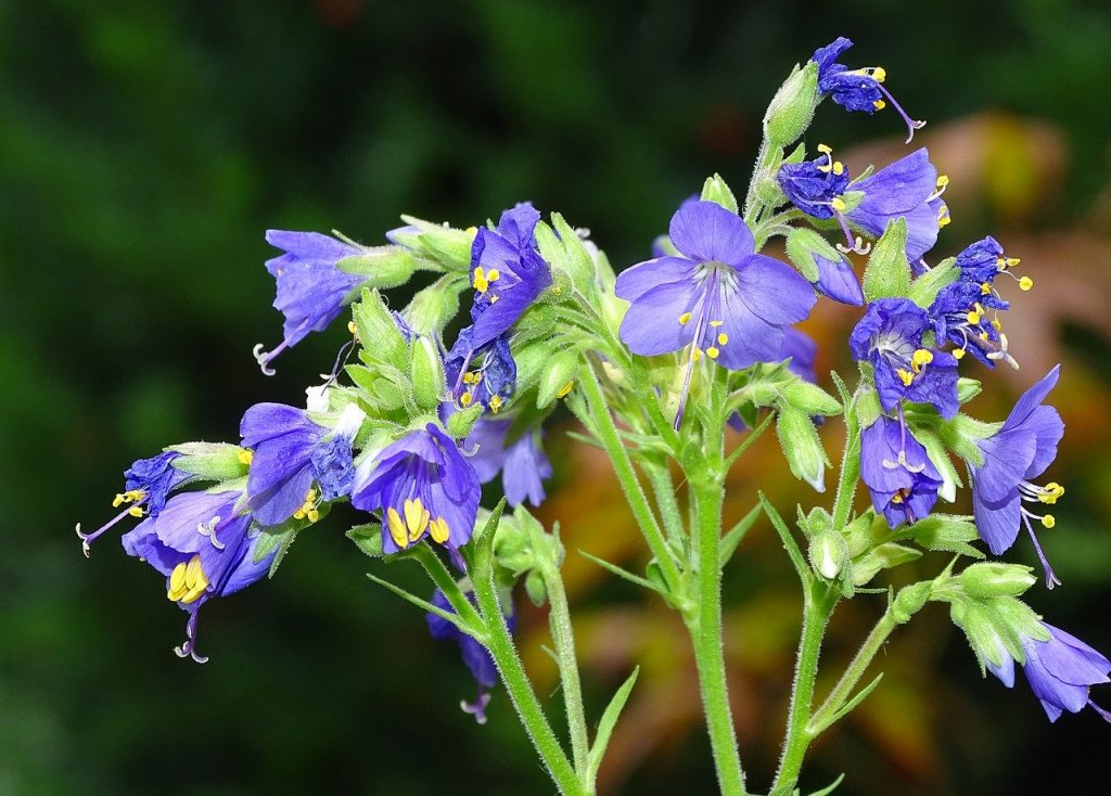 Jacobs ladder plant wild flower meadow