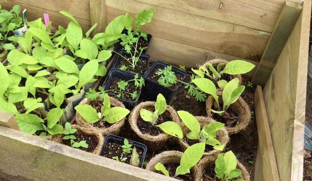 Perennial wild flowers growing in a cold frame