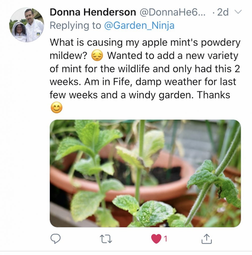 Gardeners question about Mildew