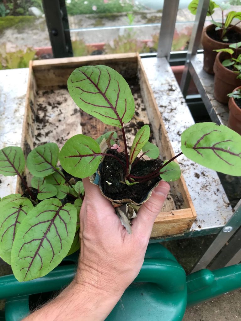 Garden Ninja holding a sorrel plant