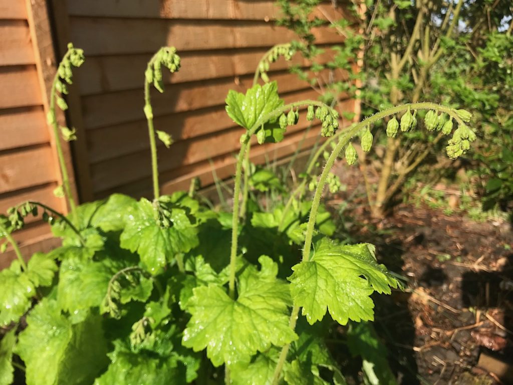 A Telima grandiflora in the garden