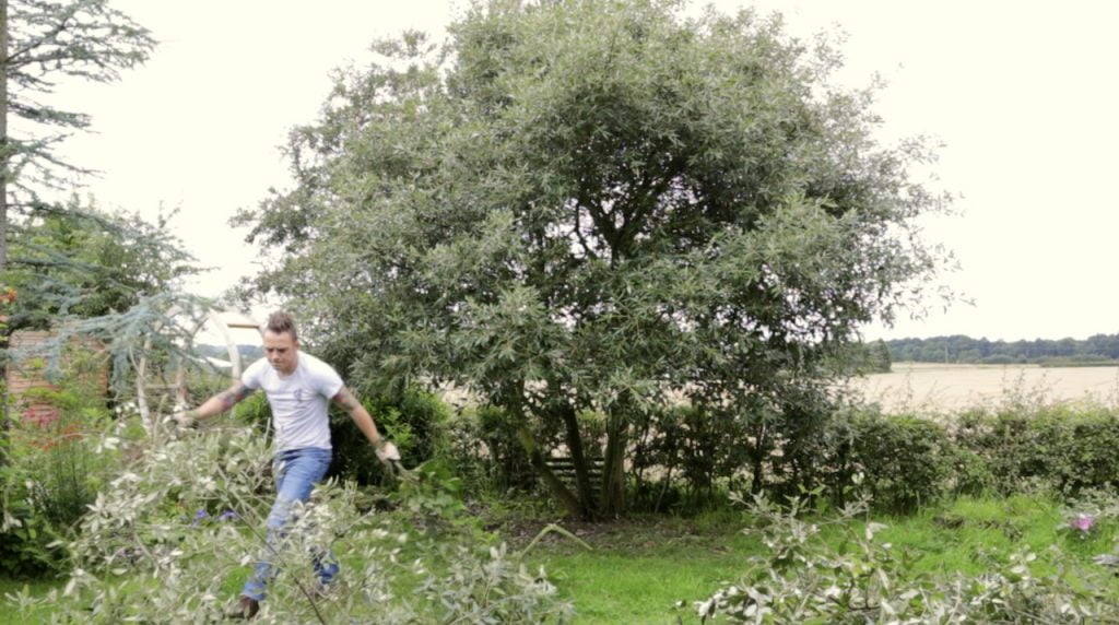 Garden Ninja pruning a evergreen oak tree